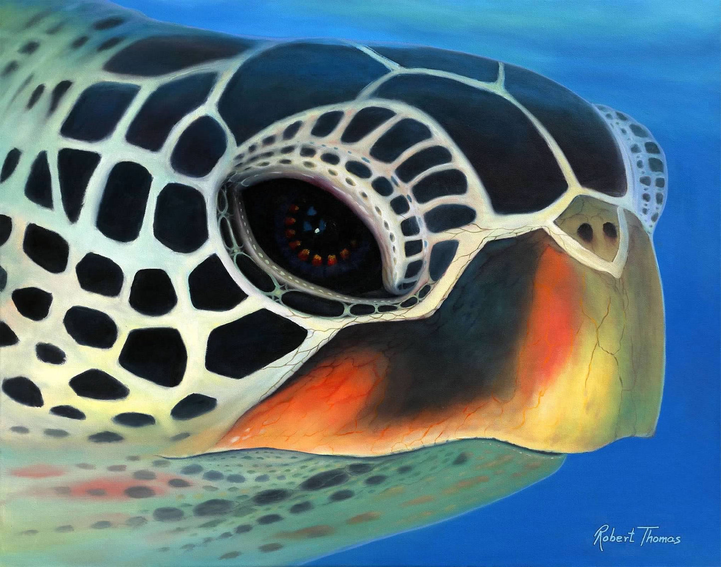 Honu Head