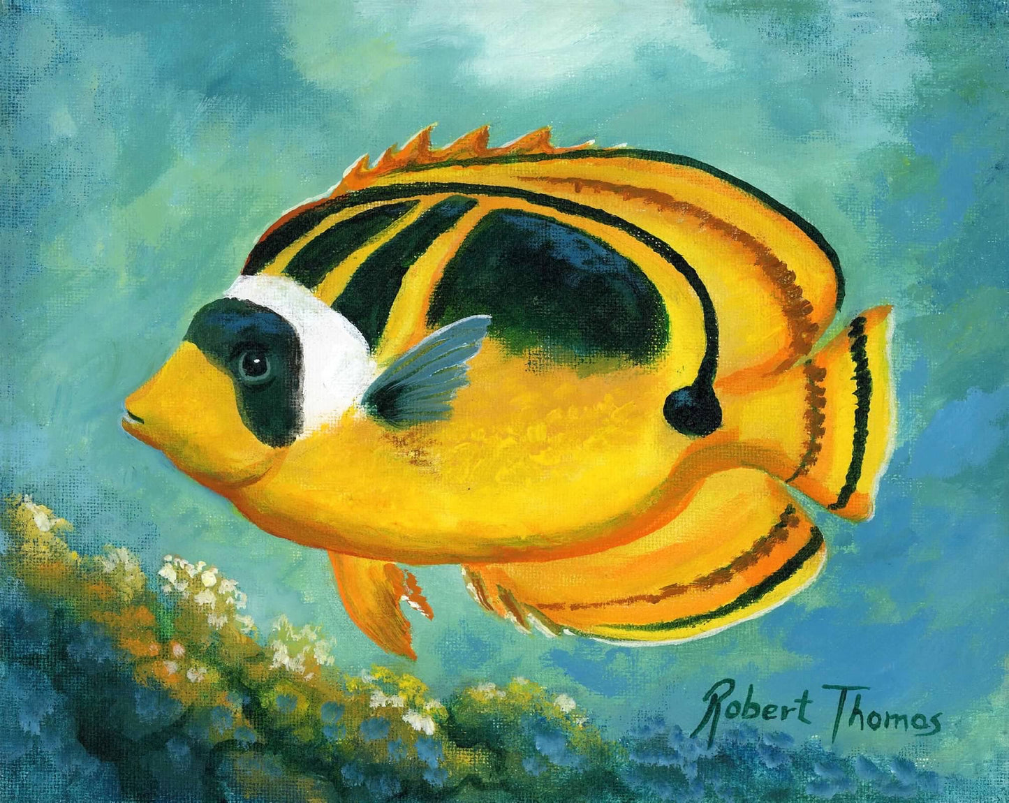 Raccoon Butterfly Fish