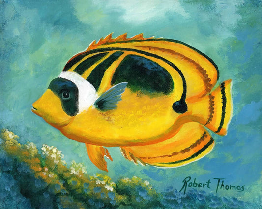 Raccoon Butterfly Fish